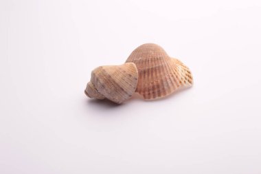 beyaz arka planda deniz kabukları