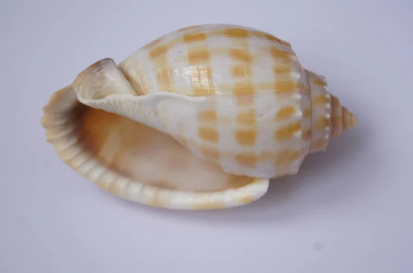 Large Seashell White Background — Stock Photo, Image