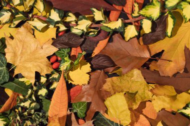 Çeşitli yapraklarla yaratıcı sonbahar düzeni. Düz yatıyordu. Doğa konsepti.
