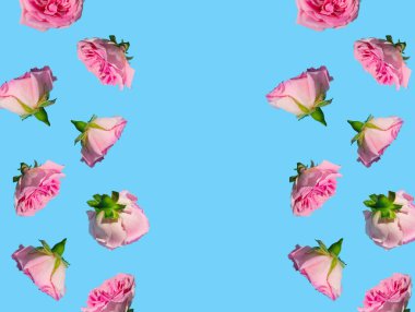 Gökyüzünün mavi arka planında pastel pembe gül çiçekleriyle yaratılmış yaratıcı desen. Asgari bahar konsepti. Sevgililer Günü ya da 8 Mart fikri. Boşluğu kopyala.