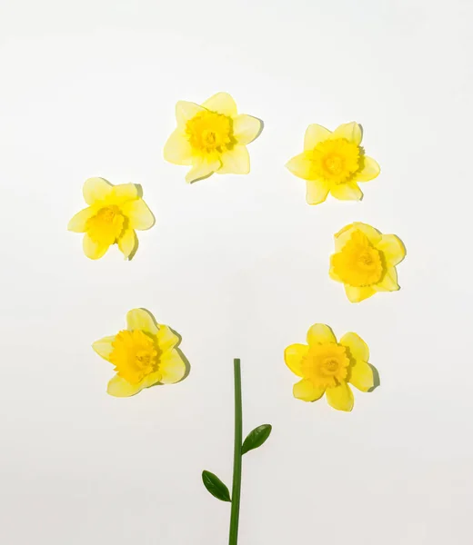 Fleur Faite Jonquilles Jaunes Sur Fond Lumineux Concept Ressort Minimal — Photo