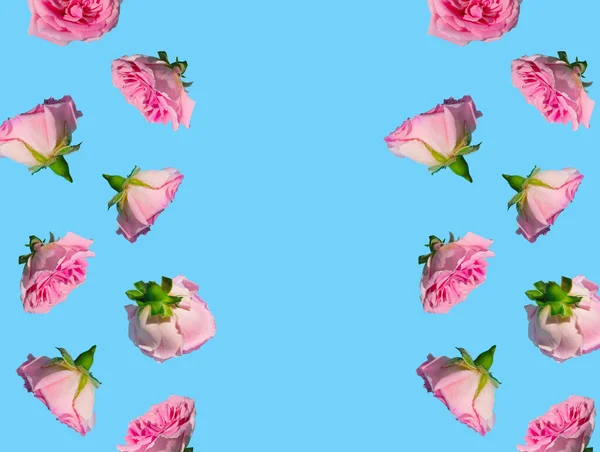 Gökyüzünün mavi arka planında pastel pembe gül çiçekleriyle yaratılmış yaratıcı desen. Asgari bahar konsepti. Sevgililer Günü ya da 8 Mart fikri. Boşluğu kopyala.
