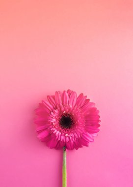 Pembe çiçekli gerbera pembe ve turuncu arka planda. Minimum konsept. Pastel renkler. Düz bahar fikri. Uzayı kopyala Sevgililer Günü ya da 8 Mart fikri.