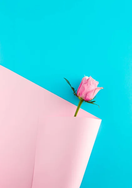 Duvar kağıdı buketinde pembe gül çiçeği. Çiçekler çapraz mavi desen. Yaratıcı geçmiş Sevgililer Günü konsepti. 8 Mart fikri. Boşluğu kopyala.