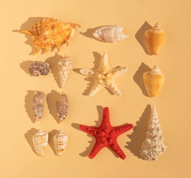 Neatly arranged pattern made of sea shells and sea stars on sandy colored background. Minimal flat lay. Palm leaf shadow.
