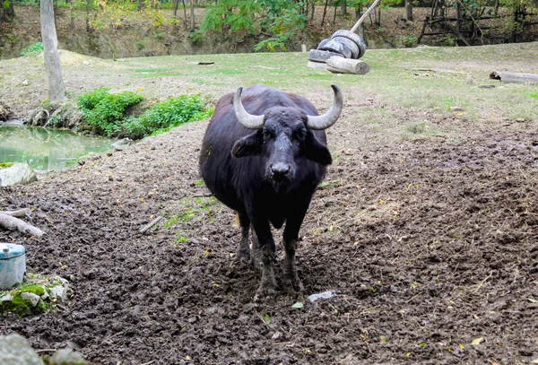 The wild water buffalo with white horns. ( Bubalus arnee), also called Asian buffalo, Asiatic buffalo and Wild Asian Buffalo.