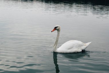 White swan on blue misty lake. Palic, Northern Serbia. Animal wildlife. Swimming swan. Blue water background.