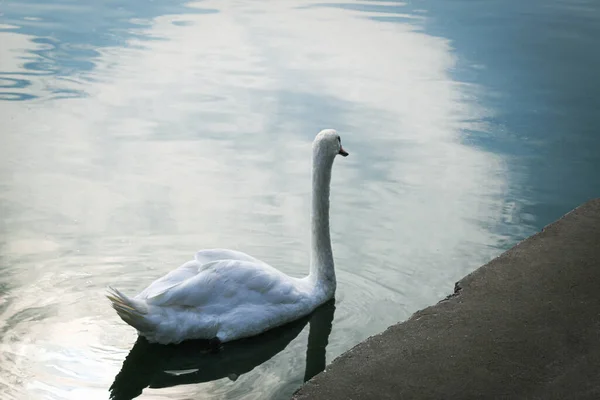 Mavi sisli gölde beyaz kuğu. Paliç, Kuzey Sırbistan. Hayvan yaban hayatı. Yüzen kuğu. Mavi su arkaplanı.