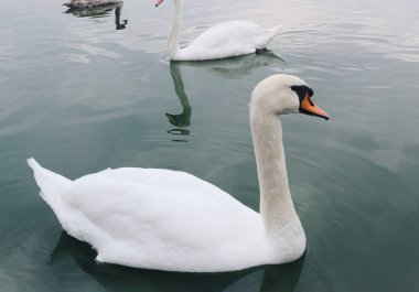 Mavi sisli gölde beyaz kuğular. Paliç, Kuzey Sırbistan. Hayvan yaban hayatı. Yüzen kuğu. Mavi su arkaplanı.