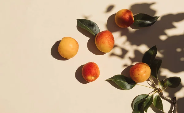 Summer scene with fresh apricot fruit, leaves and tree shadow on beige background. Minimal aesthetic.