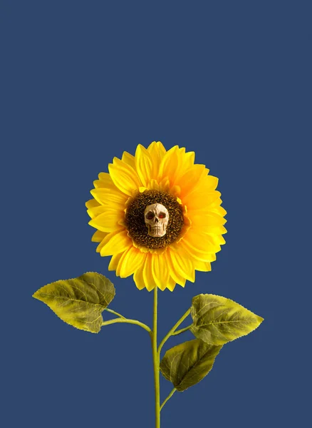 Skull head and sunflower on dark blue background. Creative Halloween minimal concept. Spooky nature concept. Copy space.