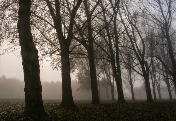 Foggy Forest Cold Morning — Stock Photo, Image