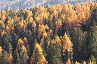 Sarı tarlalar ve yeşil çam ağaçları sonbaharda ormanda