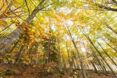 Sonbaharda bir İtalyan ormanında yeşillik.