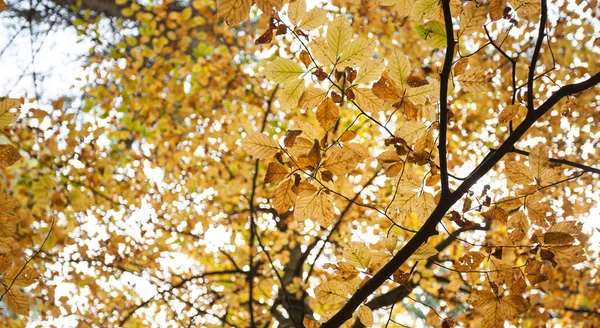 Sonbaharda bir İtalyan ormanında yeşillik.