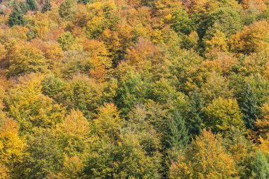 Sonbaharda bir İtalyan ormanında yeşillik.