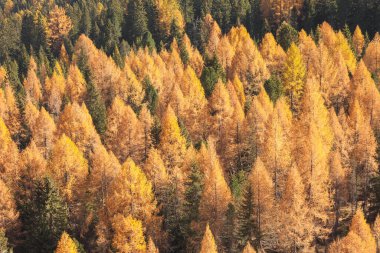 Sarı tarlalar ve yeşil çam ağaçları sonbaharda ormanda