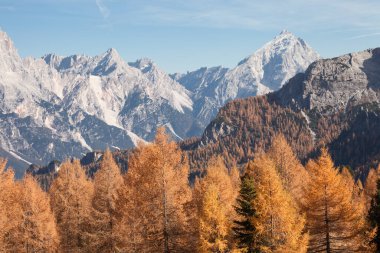 Sonbaharda Antealo Dağı 'nın önündeki ormanda sarı tarlalar.
