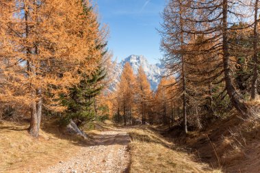 Bulutlu bir sonbahar gününde uzun bir yolda ormana doğru yürüyorum..