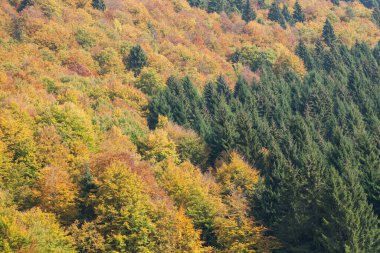 Sonbaharda bir İtalyan ormanında yeşillik.