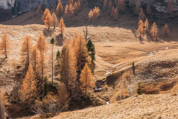 Gele Lariks Herfst Het Bos — Stockfoto