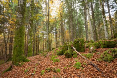 Sonbaharda bir İtalyan ormanında yeşillik.