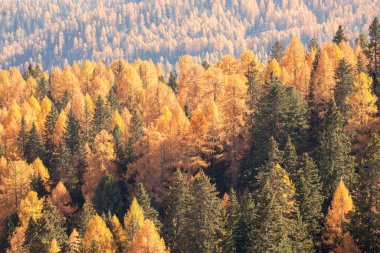 Sarı tarlalar ve yeşil çam ağaçları sonbaharda ormanda