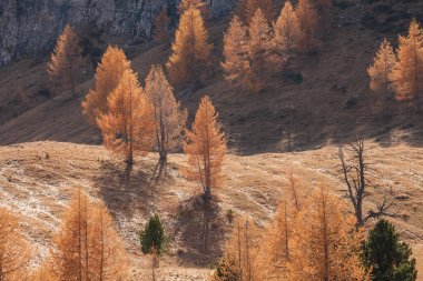 Sarı tarlalar sonbaharda ormanda