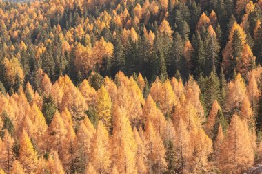 Sarı tarlalar ve yeşil çam ağaçları sonbaharda ormanda
