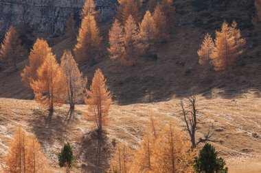 Sarı tarlalar sonbaharda ormanda