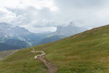 İtalyan dağlarının otlaklarında parlak koyunlar