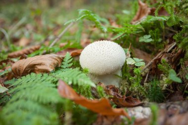 Dolomitler 'de bir ormanda büyüyen mantarlar (İtalya)