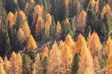Sarı tarlalar ve yeşil çam ağaçları sonbaharda ormanda