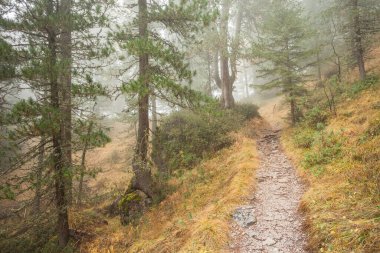 Low clouds in the forest at fall with yellow larches