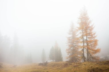 Sonbaharda ormanda alçak bulutlar ve sarı tarlalar.