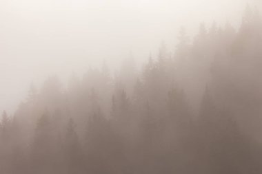 Sonbaharda ormanda alçak bulutlar ve sarı tarlalar.