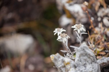 Leontopodium alpinum İtalyan Dolomites içinde güneşli bir akşam