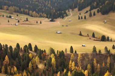 Sonbaharda Dolomites bölgesindeki bir ormanın sarı tarlaları