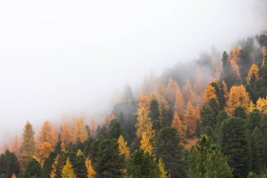 Sonbaharda ormanda alçak bulutlar ve sarı tarlalar.