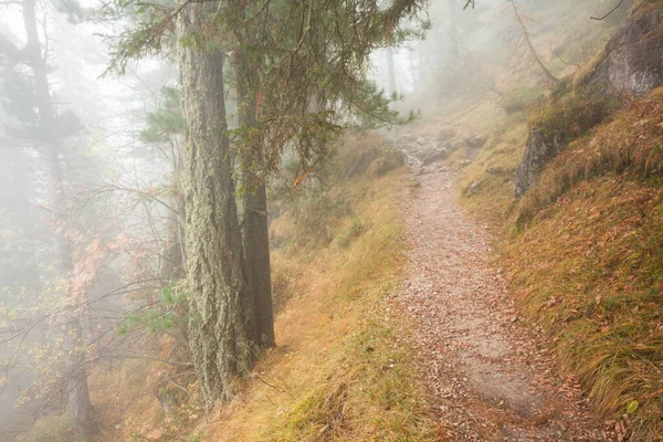 秋天森林里的低云 黄落时分 — 图库照片
