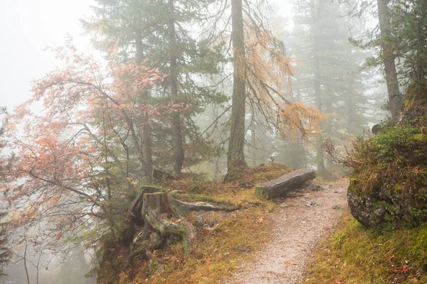 Sonbaharda ormanda alçak bulutlar ve sarı tarlalar.