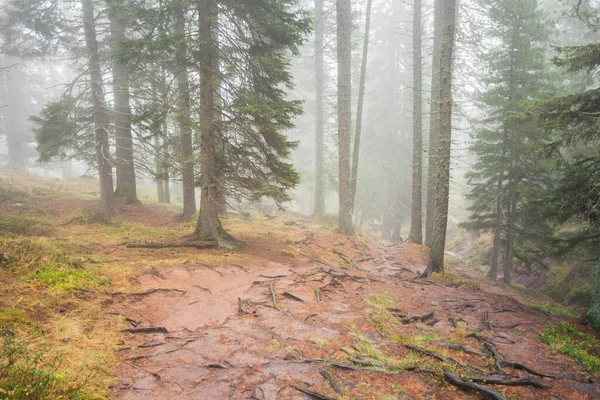 Single Path Misty Forest — стоковое фото