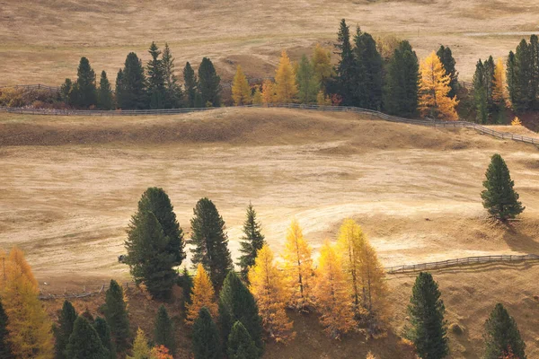 Yellow Larches Forest Dolomites Area Fall — 스톡 사진