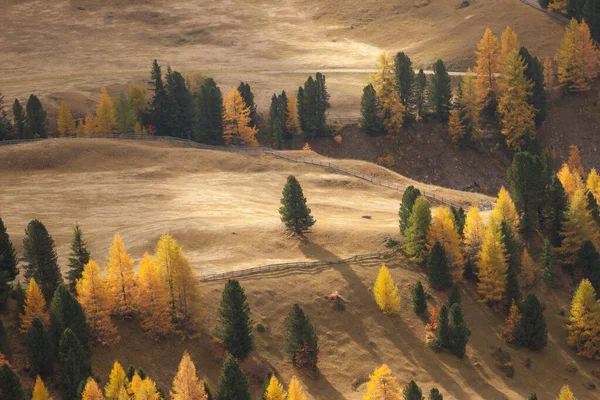 Yellow Larches Forest Dolomites Area Fall — 스톡 사진