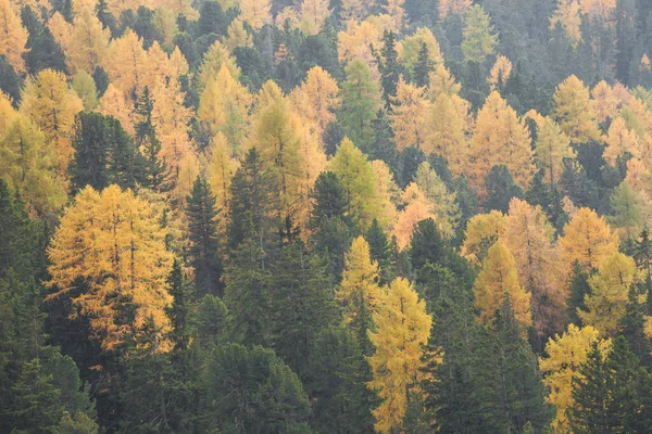Yellow Larches Forest Dolomites Area Fall — Zdjęcie stockowe
