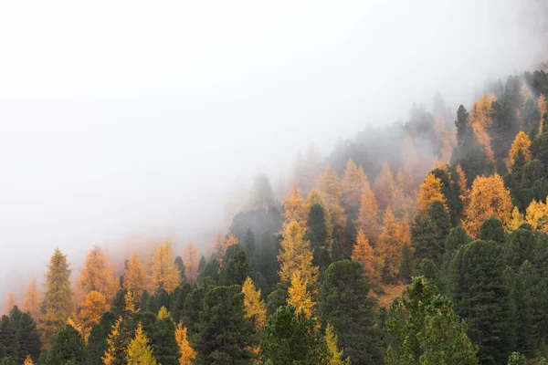 Sonbaharda ormanda alçak bulutlar ve sarı tarlalar.
