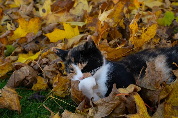 Kot Kalico Trójkolorowym Płaszczu Myje Łapę Leżąc Stosie Jesiennych Liści — Zdjęcie stockowe