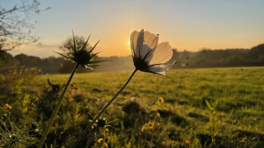Atmosferik sisli gün batımlı çayır manzarası