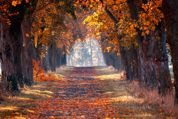 Chestnut tree avenue in golden autumn colors