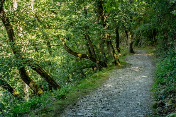 Paisaje Natural Ruta Senderismo Rheinsteig Sankt Goarshausen —  Fotos de Stock